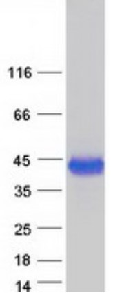 SDS-PAGE (CTSB-757H).jpg
